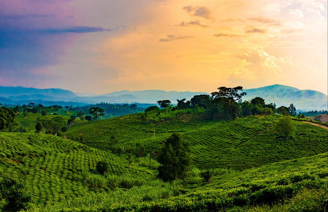 Tour de 10 días por lo mejor de Uganda - Foto 6