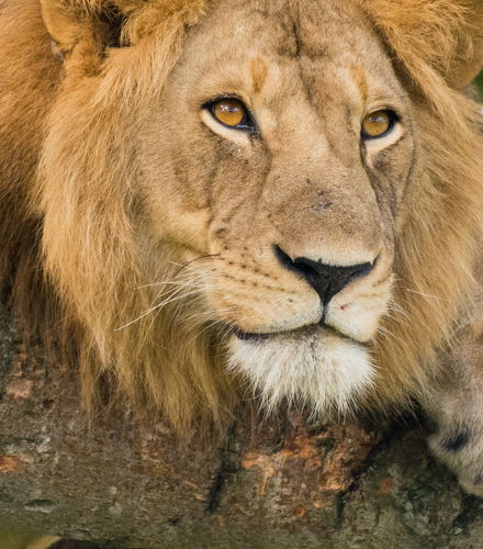 Foto de Safari de 5 días por el Parque Nacional de la Reina Isabel