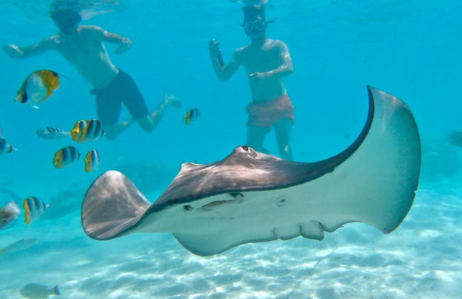 Avistamento de baleias em Moorea - Foto 11