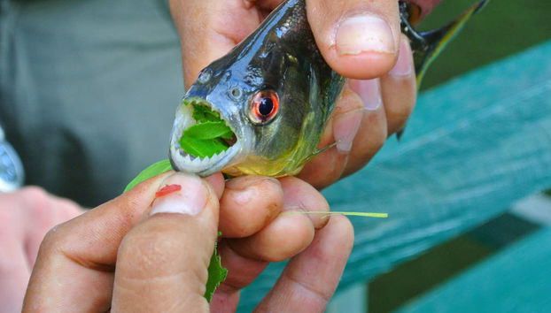 Pesca di piranha e avvistamento di uccelli - Foto 2