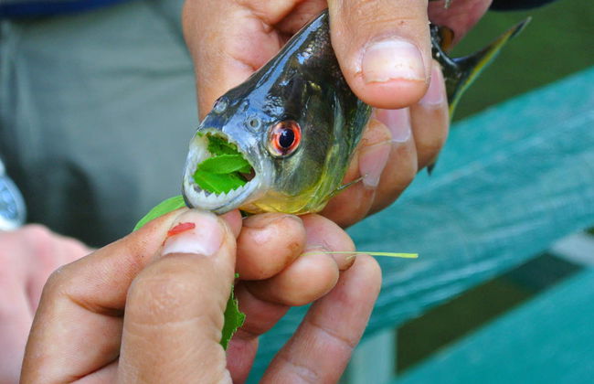 Piranha Fishing and Bird Watching Tour - Foto 2