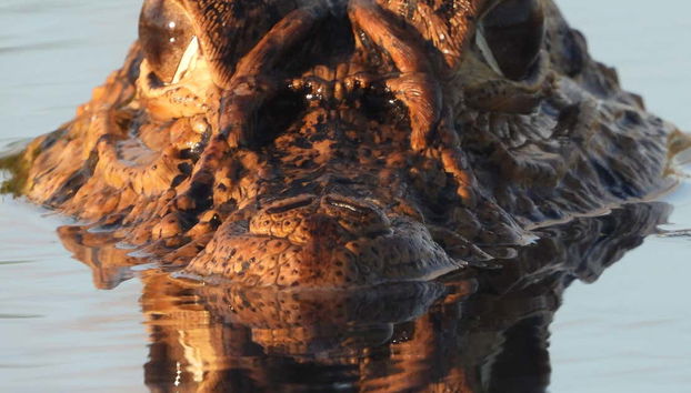 Pesca di piranha e avvistamento di uccelli - Foto 4