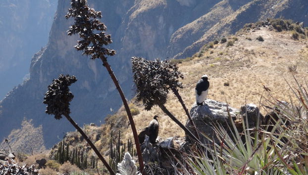 Tour di 2 giorni alla Valle del Colca e al Cruz del Cóndor - Foto 4
