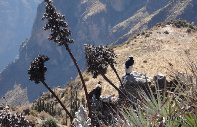 Tour de 2 dias ao Vale do Colca e ao mirante Cruz del Cóndor - Foto 4