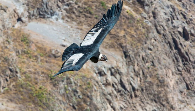 Tour di 2 giorni alla Valle del Colca e al Cruz del Cóndor - Foto 3