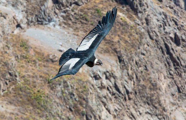 Tour de 2 dias ao Vale do Colca e ao mirante Cruz del Cóndor - Foto 3