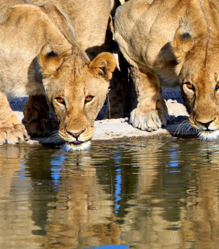 Foto de Safari de 8 días por lo mejor de Namibia