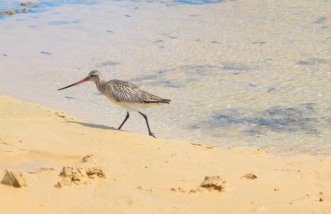 Senderismo por Capim Açu + Playa de Leão - Foto 6