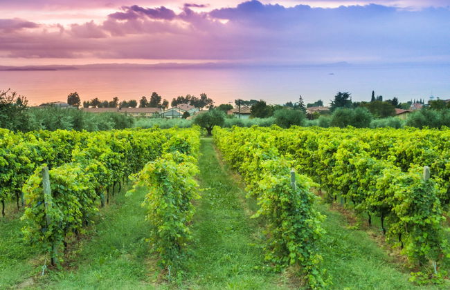 Visita a una cantina di Bardolino - Foto 1