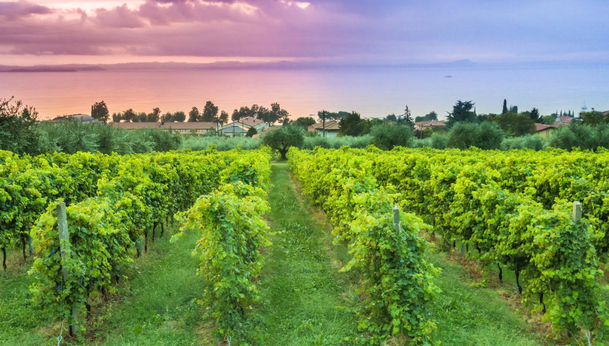 Visita a una cantina di Bardolino - Foto 1