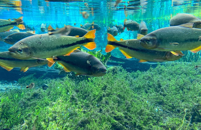 Snorkel en el río Baía Bonita - Foto 4