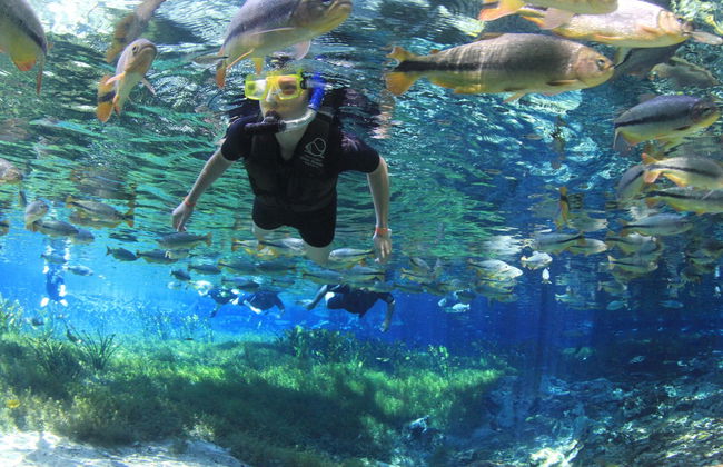 Snorkel en el río Baía Bonita - Foto 3
