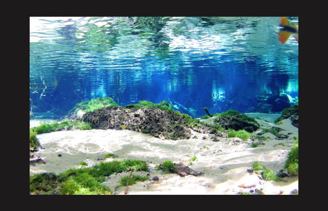 Snorkel en el río Baía Bonita - Foto 7