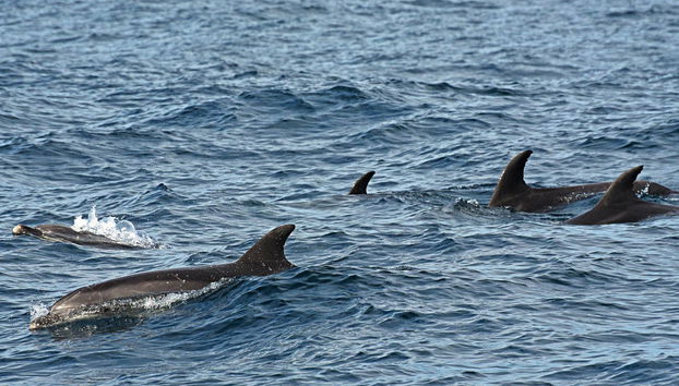 Balade en bateau avec observation de cétacés - Photo 2