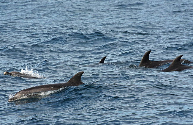 Balade en bateau avec observation de cétacés - Photo 2