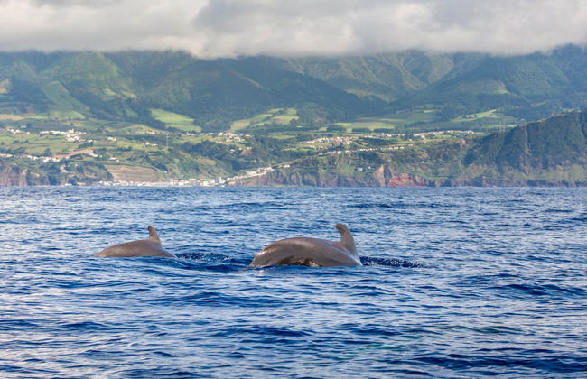 Balade en bateau avec observation de cétacés - Photo 1