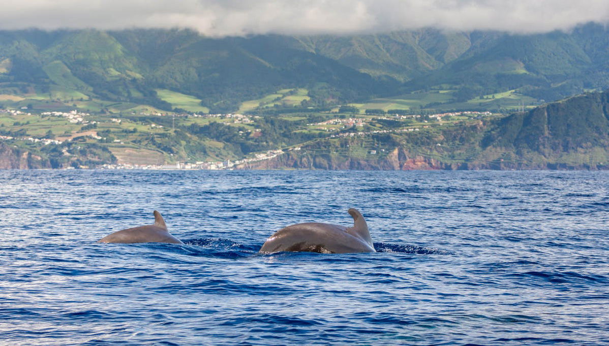 Balade en bateau avec observation de cétacés - Photo 1