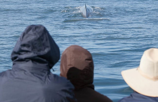 Paseo en barco con avistamiento de cetáceos - Foto 4