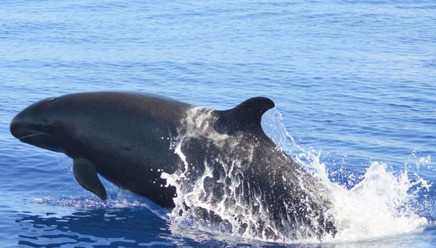 Balade en bateau avec observation de cétacés - Photo 4