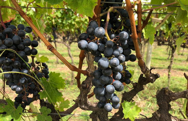 Tour del vino por São Joaquim - Foto 8