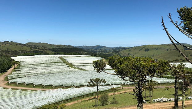 Vinícolas de São Joaquim