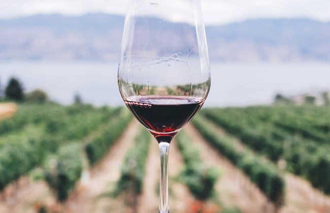 Tour del vino por São Joaquim - Foto 9