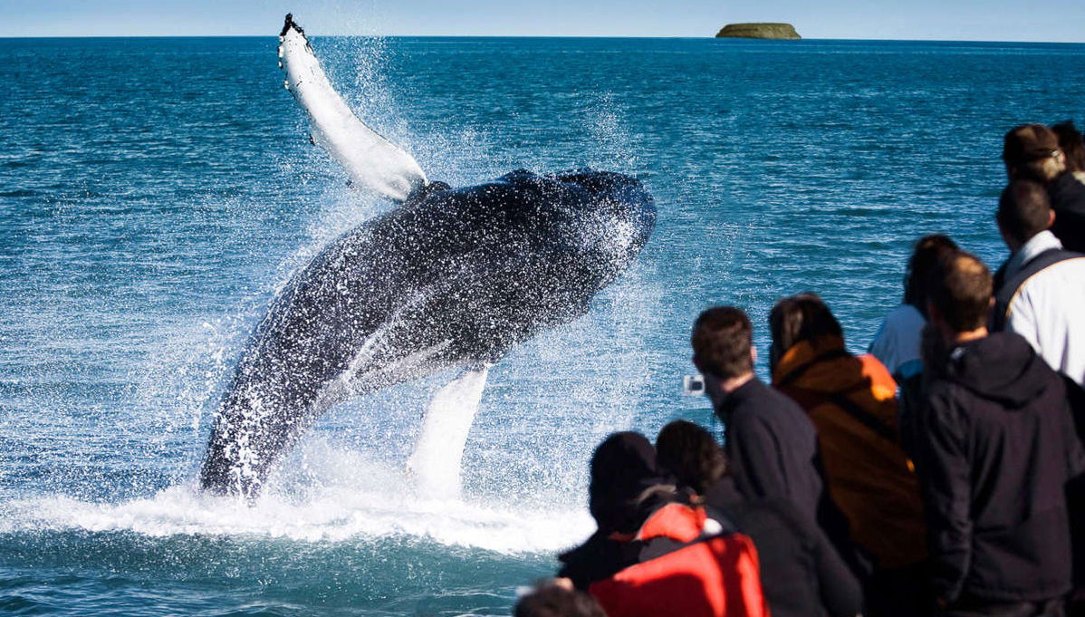 Avistamiento de ballenas en barco ecológico - Foto 1