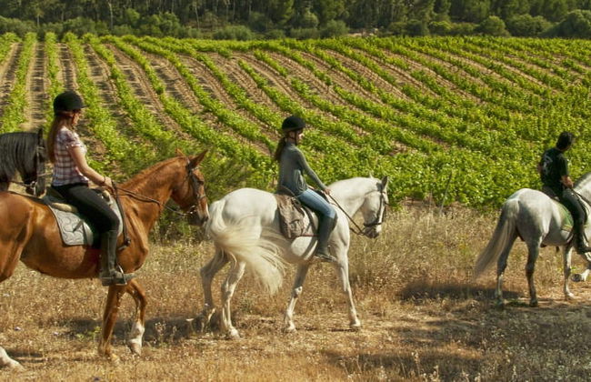 Horseback Riding in Randa, Mallorca - Foto 7