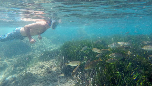 Excursión a la isla de Tabarca y el palmeral de Elche - Foto 5