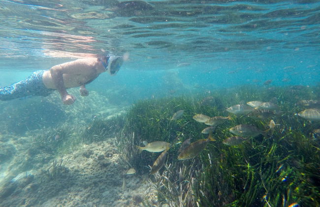 Excursión a la isla de Tabarca y el palmeral de Elche - Foto 4