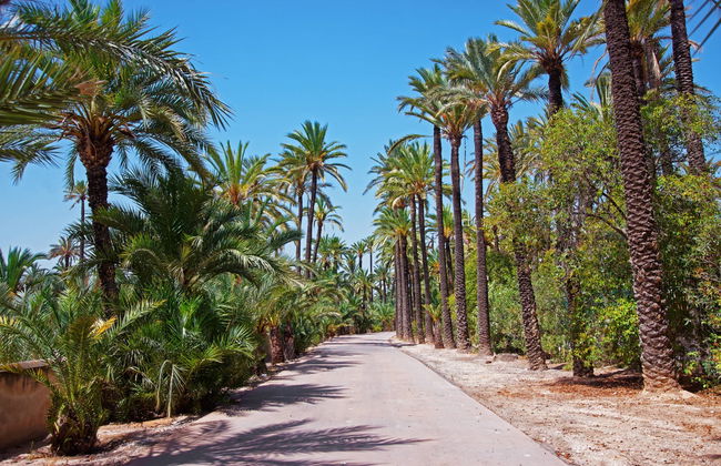 Excursión a la isla de Tabarca y el palmeral de Elche - Foto 6