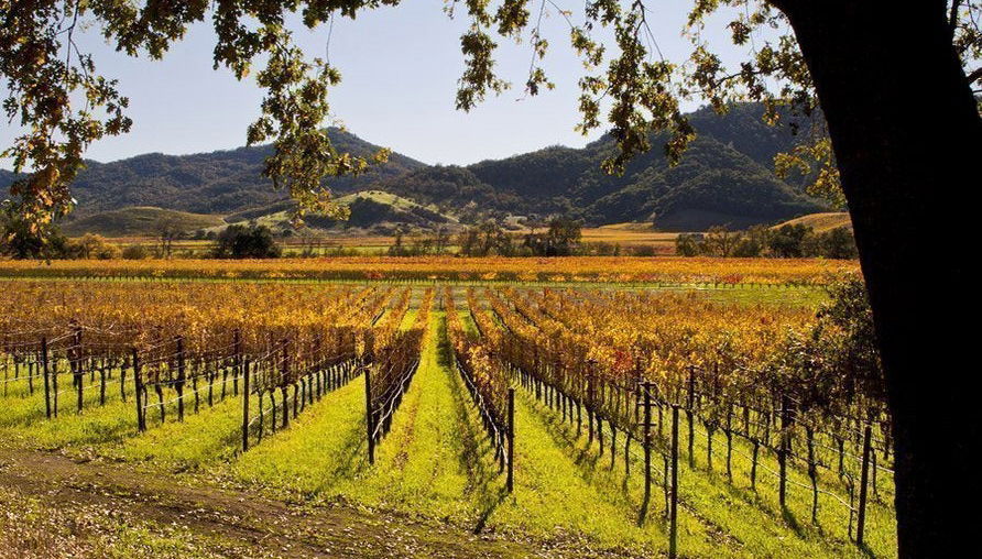 Excursión a los valles de Napa y Sonoma - Foto 1