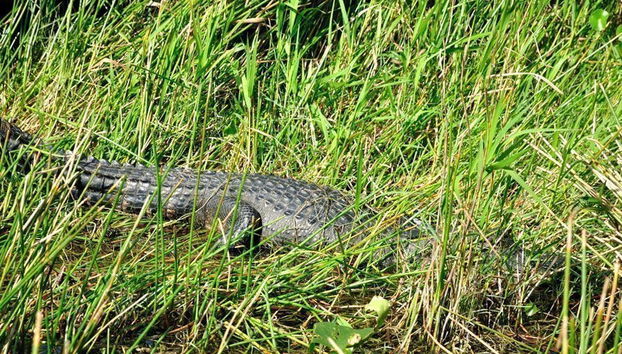 Excursión a los Everglades - Foto 4