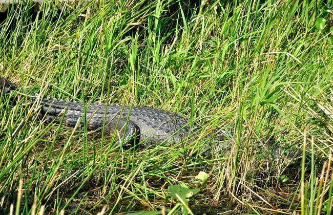Everglades Day Trip - Photo 4