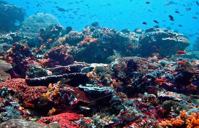 Transfert à Nusa Penida et aux îles Gili en bateau - Photo 4