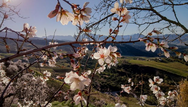Day Trip to Ronda and the White Villages - Photo 5