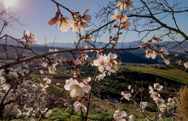 Day Trip to Ronda and the White Villages - Photo 5