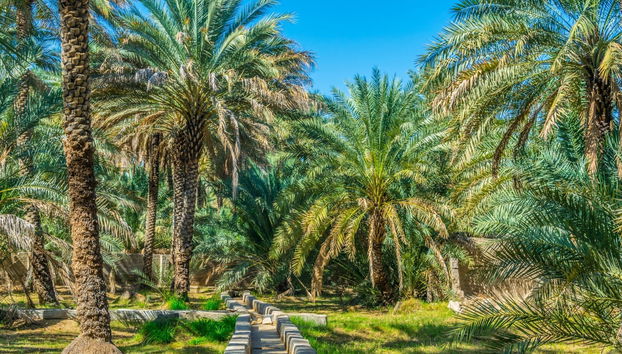 Excursión a Al Ain - Foto 3