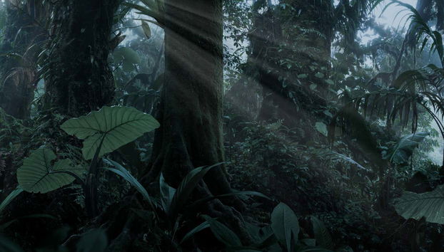 Senderismo nocturno por la reserva de la selva de Iryapú - Foto 3