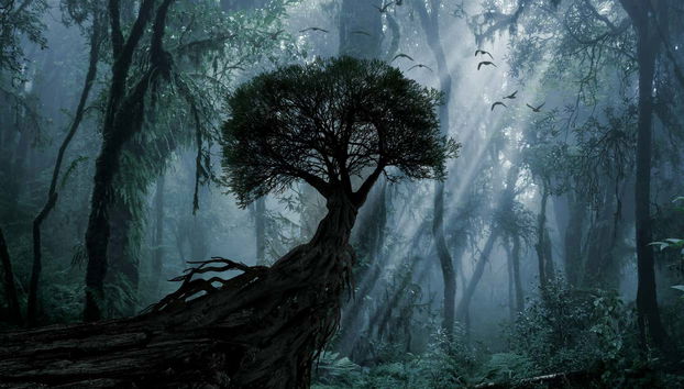 Randonnée de nuit dans la réserve de la forêt tropicale d'Iryapú - Photo 2