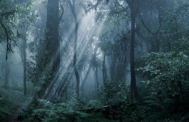 Senderismo nocturno por la reserva de la selva de Iryapú - Foto 4