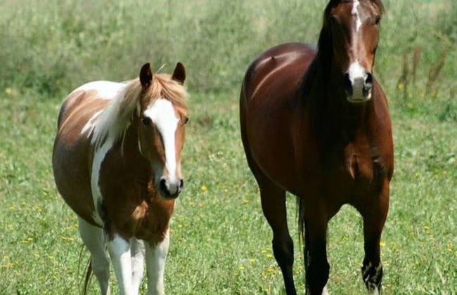 Balade à cheval dans la réserve naturelle de Padule di Fucecchio - Photo 5