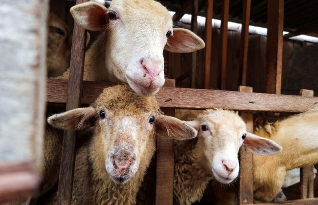 Visite dans Puerto Madryn pour croisiéristes - Photo 7