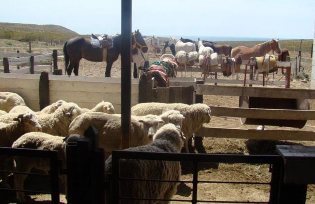 Tour por Puerto Madryn para cruceros - Foto 1