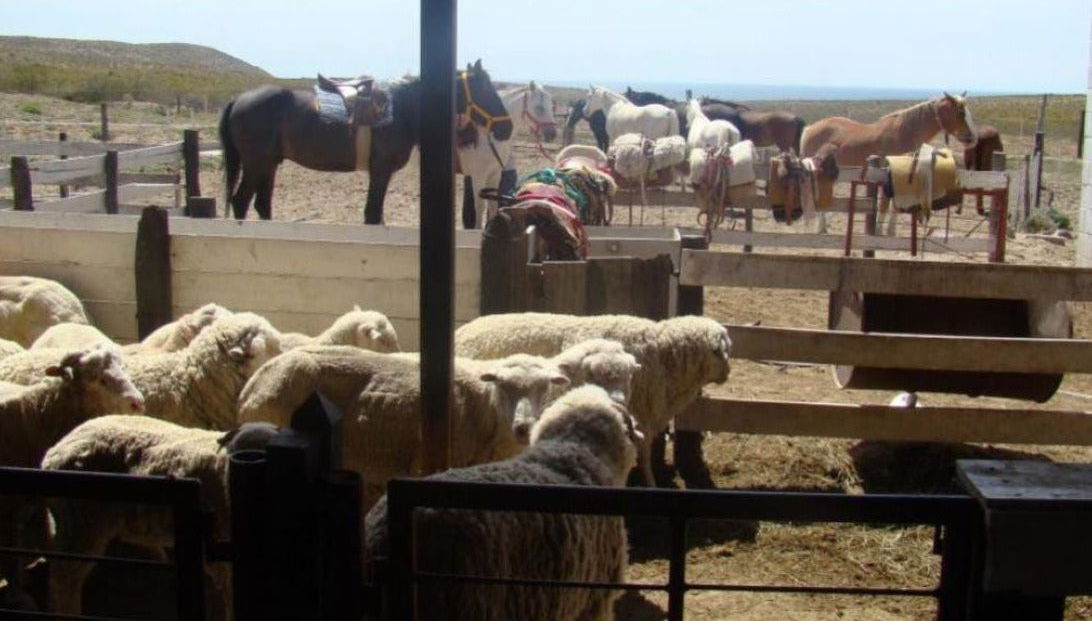 Tour por Puerto Madryn para cruceros - Foto 1