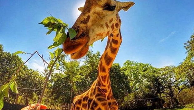 Escursione all'Auto Safari Chapín - Foto 2