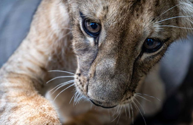 Day Trip to Auto Safari Chapín - Photo 6