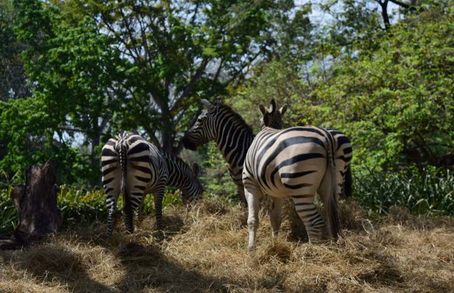 Day Trip to Auto Safari Chapín - Photo 1