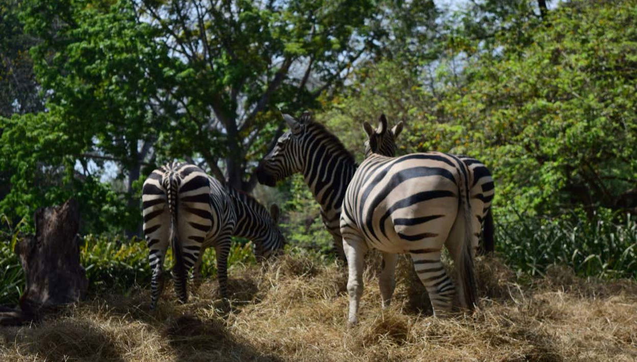 Escursione all'Auto Safari Chapín - Foto 1