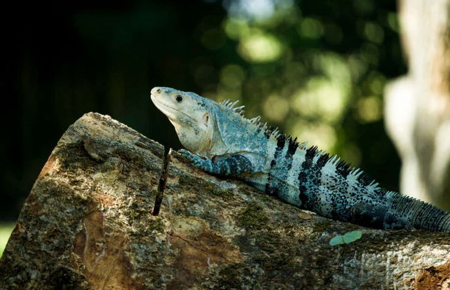 Day Trip to Auto Safari Chapín - Photo 7